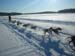 09.Chiens de traineaux 2